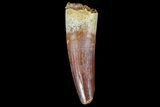 Spinosaurus Tooth - Excellent Enamel #72156-1